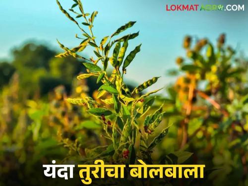 Kharif sowing is about to start; 'pigeon pea' and 'black gram' are the crops of choice this year | Kharif Perani : खरिपाच्या पेरणीची लगबग सुरू; यंदा या दोन कडधान्य पिकांचा बोलबाला