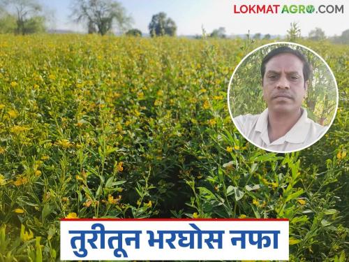 latest news Farmer Success Story: From Failure to Success: Read Subhash Munde's inspiring tur story in detail | Farmer Success Story: अपयशातून यशाकडे: सुभाष मुंडेंची प्रेरणादायी तूर कथा वाचा सविस्तर