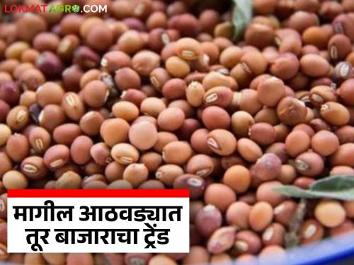 latest news Tur Market: Tur price improvement! Highest price in Latur; 16% drop in arrivals in market committees | Tur Market : तुरीच्या दरात सुधारणा! लातूरमध्ये सर्वाधिक दर; बाजार समित्यांमध्ये १६ टक्क्यांनी आवक घसरली