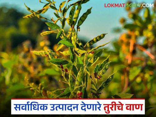 What are the top three varieties of pigeon pea tur that yield the highest yields? Find out in detail | तुरीचे सर्वाधिक उत्पादन देणारे टॉप तीन वाण कोणते? जाणून घ्या सविस्तर
