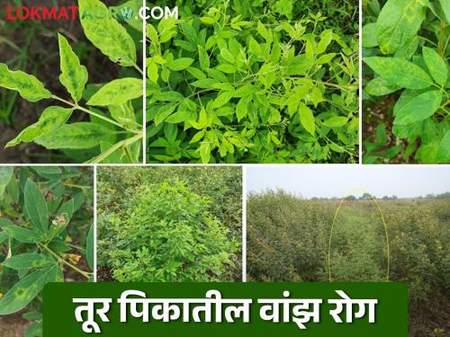 What causes sterility mosaic disease in tur pigeon pea crop? How will be the control | तूर पिकातील वांझ रोग कशामुळे होतो? कसा कराल बंदोबस्त