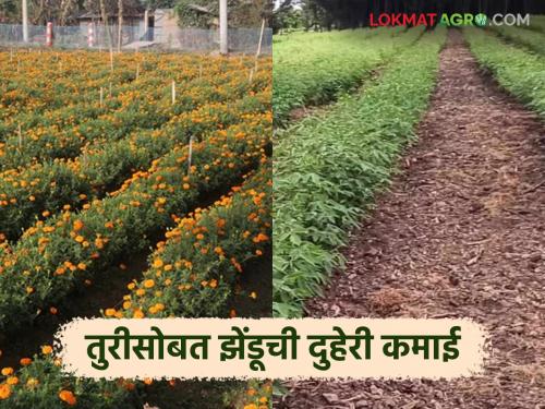 latest news Marigold Cultivation: Marigold blooms during Ganeshotsav; Farmers are getting good benefits | Marigold Cultivation : गणेशोत्सवात झेंडूचा बहर; शेतकऱ्यांना मिळाला चांगला फायदा