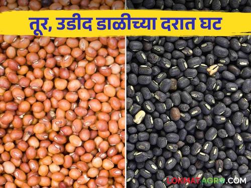 Latest News Almost 10 percent reduction in tur and udi dal rates, read details  | Tur dal Rate : तूर आणि उडीद डाळीच्या दरात जवळजवळ 10 टक्के घट, वाचा सविस्तर 