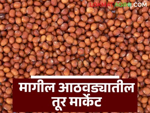 Latest News Tur Market How did price of tur last week see turiche bajarabhav | Tur Market : मागील आठवड्यात तुरीला दर कसे मिळाले? MSP पेक्षा कमी की अधिक
