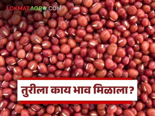 Tur Market : | Tur Market : 'या' दोन मार्केटमध्ये तुरीला 7 हजार रुपयांचा दर, वाचा सविस्तर बाजारभाव
