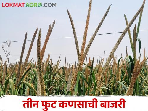 Turkish pearl millet maximum yield, the farmer Nanasaheb of Dhekalwadi became rich | तुर्की बाजरीने केली कमाल ढेकळवाडीचे शेतकरी नानासाहेब झाले मालामाल