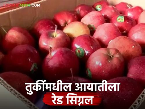 Latest News india pak issue Fruits from Turkey disappear from market after tourism | Agriculture News : पर्यटनापाठोपाट टर्कीमधील फळे बाजारातून गायब, कोटींची उलाढाल ठप्प 
