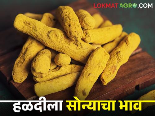 Gold of turmeric! Getting record break market price | हळदीचं सोनं! मिळतोय रेकॉर्डब्रेक बाजारभाव