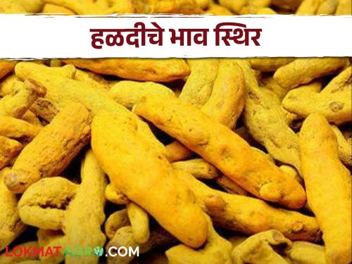 How the market price of turmeric is getting due to decrease in the arrival of turmeric | Turmeric Market हळदीची आवक कमी झाल्यामुळे हळदीला कसा मिळतोय बाजारभाव