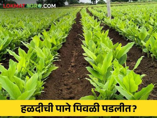 If yellowness has increased on the leaves of turmeric then do this simple remedy | Turmeric Leaves : हळदीच्या पानांवर पिवळेपणा वाढलाय? मग करा हे सोपे उपाय