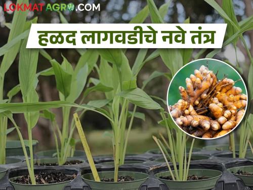 Now the turmeric will be harvested soon; Cultivation with this technology | आता हळद काढणीला येईल लवकर; करा या तंत्रज्ञानाने लागवड