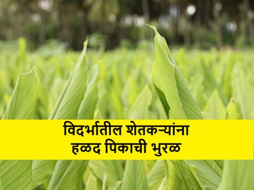 Turmeric cultivation: Why are farmers in Vidarbha turning to turmeric cultivation? | Turmeric cultivation: विदर्भाच्या या भागातील शेतकरी हळद लागवडीकडे का वळत आहेत?