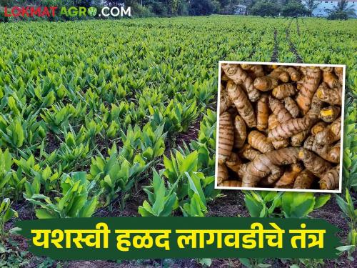 Turmeric Cultivation; Important tips for farmers of turmeric cultivation better yield | Turmeric हळद लागवडीच्या या टीप्समुळे मिळेल लाखोंचे उत्पादन