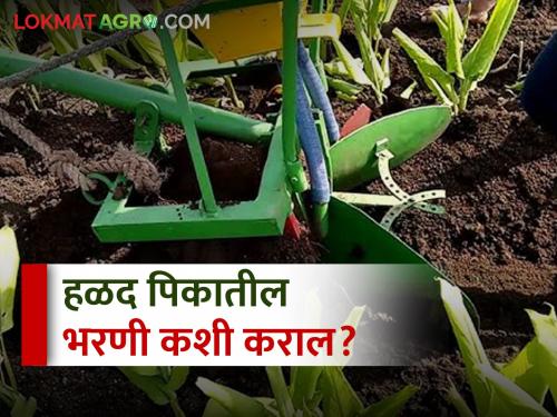 pre-cultivation tillage management in turmeric crop | हळद पिकातील पूर्वमशागतीचे असे करा व्यवस्थापन