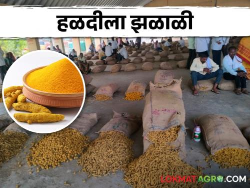 Increase in price of turmeric in market yard of Hingoli; Gram also grew | Turmeric Market हिंगोलीच्या मार्केट यार्डात हळदीला झळाळी; हरभराही वधारला