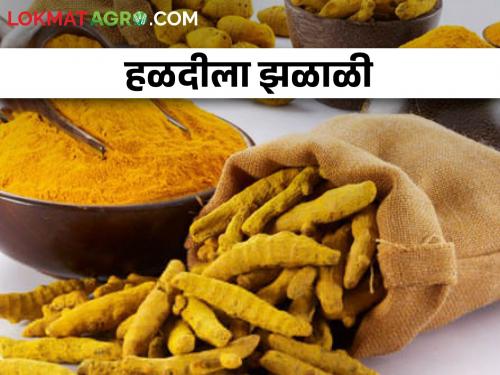 Turmeric area decreased.. This year, will the farmers get good market price and income? | हळदीचे क्षेत्र घटले.. यंदा शेतकऱ्यांना हळद करणार मालामाल?