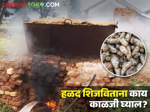 What precautions should be taken while cooking turmeric in a kadai in the traditional way after harvesting? | हळद काढणीनंतर पारंपारिक पद्धतीने कढईत हळद शिजविताना काय काळजी घ्यावी?