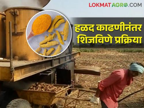 Process turmeric in an improved manner for high quality production | उच्च प्रतीच्या उत्पादनासाठी सुधारित पद्धतीने अशी करा हळदीवर प्रक्रिया