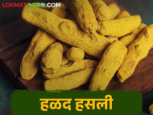 A record break after twelve years; Rajapuri Turmeric get highest market Price | Turmeric Market बारा वर्षानंतर रेकॉर्ड ब्रेक; राजापुरी हळदीला सोन्याचा भाव