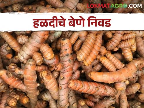 Cultivating Turmeric; How to choose a planting material? | Turmeric Cultivation हळद लागवड करताय; बेण्याची निवड कशी कराल?