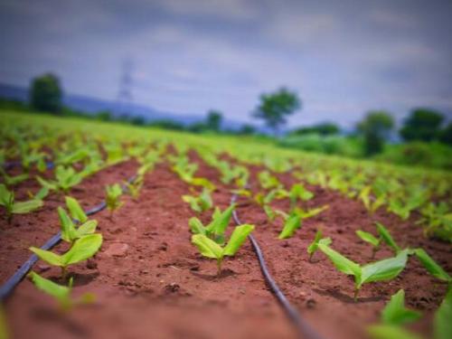 what do you say Single drip irrigation can easily be used for more than 100 crops | काय म्हणता ? एकच ठिबक सिंचन १०० पेक्षा अधिक पिकांसाठी वापरणे शक्य