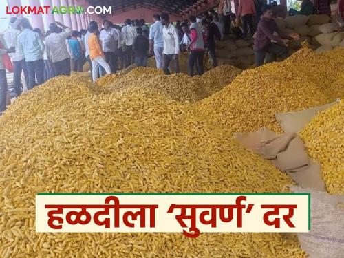latest news Halad Bajarbhav: 'Golden' price for Halad; Record price is being obtained in 'this' market Read in detail | Halad Bajarbhav: हळदीला 'सुवर्ण' दर; 'या' बाजारात मिळतोय विक्रम भाव वाचा सविस्तर