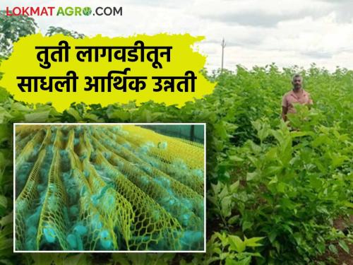 Sericulture : Sustainable income from mulberry cultivation | Sericulture : पारंपरिक पिकांना वजा करून तुती लागवडीतून मिळते शाश्वत उत्पन्न; कळमनुरी तालुक्यातील शेतकऱ्यांचा प्रयोग यशस्वी