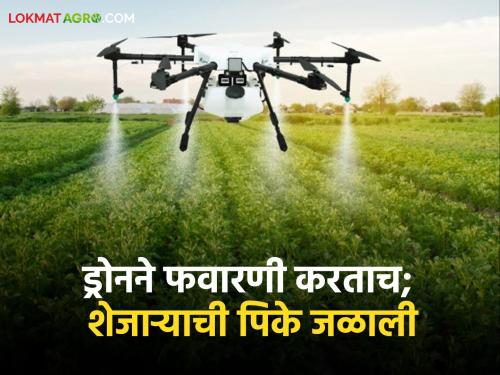 Drone Spraying Drone sprayed the farm and burned the neighbor's okra! | Drone Spraying ड्रोनने शेती फवारली अन् शेजाऱ्याची भेंडी जळाली!