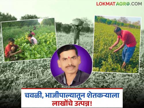 Vishal Thackeray of Belora achieves record-breaking production of cowpeas; Profits worth lakhs were earned through proper management | बेलोराच्या विशाल ठाकरेंना चवळीचे रेकॉर्ड ब्रेक उत्पादन; योग्य व्यवस्थापणातून मिळाला लाखोंचा नफा