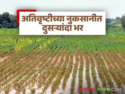 Nature's perverse vision: Heavy rains turn crops on 91 thousand hectares into ashes; extent of damage increases | निसर्गाची वक्रदृष्टी : ९१ हजार हेक्टरवरील पिकांची अतिवृष्टीने झाली राखरांगोळी; नुकसानीचा आवाका वाढला