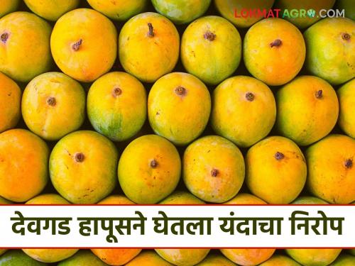 More flowers but less fruiting; This year's Devgad Hapus season ends due to various reasons | मोहोर जास्त मात्र फळधारणा कमी; देवगड हापूसचा यावर्षीचा हंगाम 'या' विविध कारणांनी संपुष्टात
