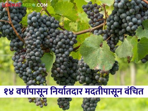 Grapes Exporter : For almost 14 years, grape exporters have been deprived of assistance | Grapes Exporter : तब्बल १४ वर्षांपासून द्राक्ष निर्यातदार मदतीपासून वंचित