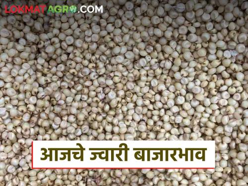 Jwari Bazaar Bhav: Did the price of jowari increase in the market? Read today's jowari market price | Jwari Bajar Bhav : ज्वारी बाजारात दराने घेतली का उसळी? वाचा आजचे ज्वारी बाजारभाव
