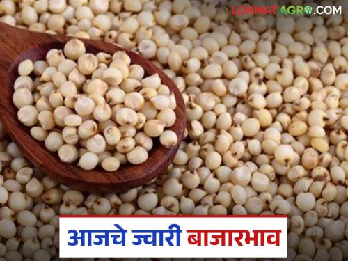 Jwari Bazaar Bhav: Maldandi jowar price has increased; Read today's jowar market price in the state | Jwari Bajar Bhav : मालदांडी ज्वारीचा तोरा वधारला; वाचा राज्यातील आजचे ज्वारी बाजारभाव