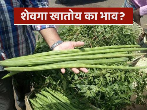 Is the price of shevga increasing? Read detailed information about the market price of shevga in the state | शेवगा खातोय का भाव? वाचा राज्यातील शेवगा बाजारदराची सविस्तर माहिती