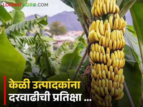 Banana Market Measly Price for Bananas; Farmer Havaldil | Banana Market केळीला तुटपुंजा भाव; शेतकरी हवालदिल