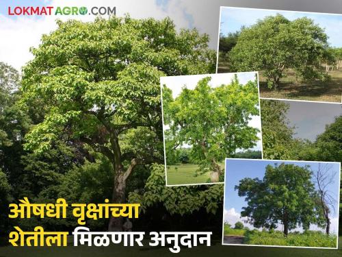 Plant medicinal trees on wasteland and promote agriculture. You will also get financial support and a subsidy. | पडीक जमिनीवर औषधी वृक्षांची लागवड करून शेतीला लावा आर्थिक हातभार सोबत अनुदानही मिळणार