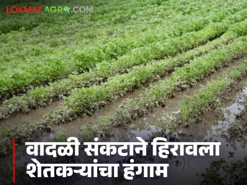 Thousands of farmers' harvests disrupted by storm; Jalgaon district administration proposes Rs 9 crore 86 lakh as aid | वादळी संकटाने हिरावला हजारो शेतकऱ्यांचा हंगाम; जळगाव जिल्हा प्रशासनाने केला ९ कोटी ८६ लाख रुपयांच्या मदतीचा प्रस्ताव
