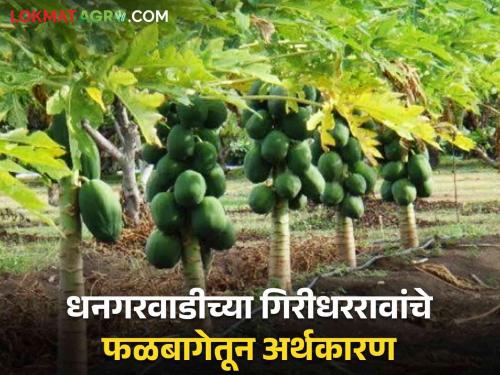 Papaya Farming Success Story : Financial Prosperity Through Family Support; Giridhar Rao achieved development from the orchard | Papaya Farming Success Story : कुटुंबीयांच्या पाठबळातून आर्थिक समृद्धीची वाट; गिरीधररावांनी फळबागेतून साधला विकास