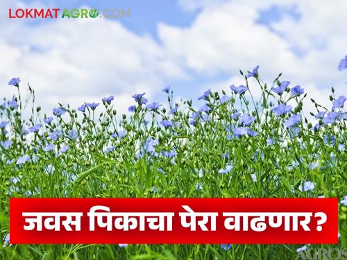 New varieties of flax will give a huge yield; Read what are the characteristics and per acre yield | जवसाचे नवे वाण देणार भरघोस उत्पादन; वाचा काय आहेत वैशिष्ट्ये आणि एकरी उत्पादन