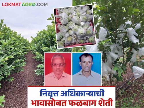 Success Story: Peru orchard cultivated with modern technology; Income of 3 lakhs in 30 gunthas | Success Story : आधुनिक तंत्रज्ञानाने जोपासली पेरू फळबाग; ३० गुंठ्यात ३ लाखांचे उत्पन्न