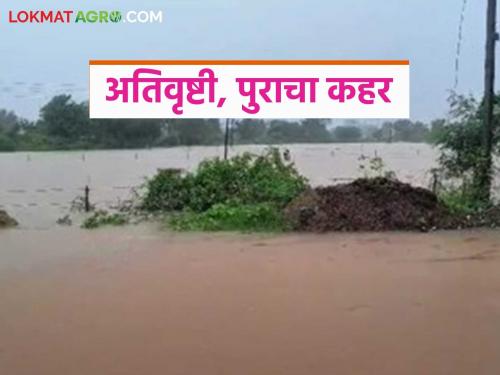 Heavy rains, floods wreak havoc in Vidarbha, crops on 7 thousand hectares affected; 8886 farmers affected, loss of Rs 400 crore | विदर्भात अतिवृष्टी, पुराचा कहर ७ हजार हेक्टरवरील पिकांना फटका; ८८८६ शेतकरी बाधित तर ४०० कोटींचे नुकसान