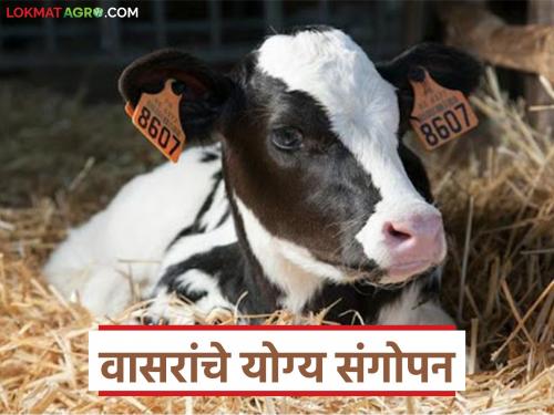 While laying the sustainable foundation of healthy livestock, don't forget 'this'; Proper care of profitable calves | सुदृढ पशुधनाची शाश्वत पायाभरणी करतांना 'हे' मात्र विसरू नका; फायद्याचे वासरांचे योग्य संगोपन