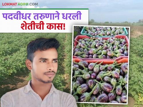 A 22-year-old graduate from Tadkalas earned more income from vegetable production than from a job. | ताडकळस येथील २२ वर्षीय पदवीधर तरुणाने भाजीपाला उत्पादनातून मिळविले नोकरीपेक्षा जास्त उत्पन्न