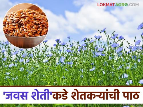 Javas Sheti: Flaxseed is a cash crop; why are farmers still reluctant? | Javas Sheti : पैसे देणारे पीक जवस; तरीही शेतकऱ्यांची पाठ का?