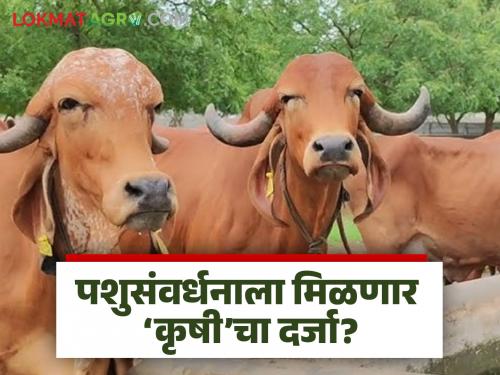 Strict law to prevent milk adulteration; Animal Husbandry Minister Pankaja Munde will give 'agriculture' status to animal husbandry business | दूध भेसळ रोखण्यासाठी कडक कायदा; पशुसंवर्धन व्यवसायाला देणार ‘कृषी’चा दर्जा पशुसंवर्धन मंत्री पंकजा मुंडे