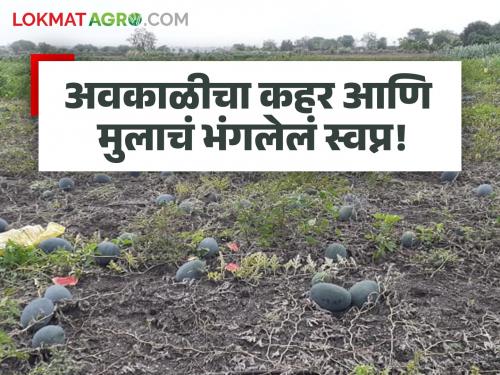 Unseasonal rains wreak havoc in Sonesangvit; Four acres of watermelon garden rots, causing a loss of one million rupees | सोनेसांगवीत अवकाळी पावसाचा कहर; चार एकरांतील टरबूजवाडी सडल्याने दहा लाखांचे नुकसान