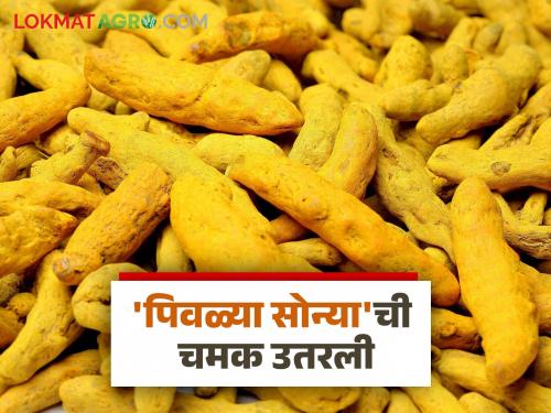 The 'yellow gold' lost its luster as turmeric auction began after a week-long shutdown | आठवडाभराच्या बंद नंतर हळदीचा लिलाव सुरू होताच 'पिवळ्या सोन्या'ची चमक उतरली