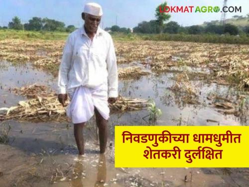 Non-compensation for heavy rainfall; Farmers neglected in election frenzy | अतिवृष्टीची नुकसान भरपाई मिळेना; निवडणुकीच्या धामधुमीत शेतकरी दुर्लक्षित