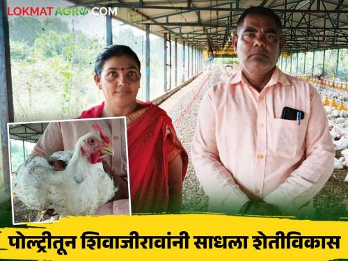 Poultry Success Story : Poultry provided an opportunity for economic progress; An inspiring story of the Kshirsagar family | Poultry Success Story : पोल्ट्रीने दिली आर्थिक प्रगतीची संधी; क्षीरसागर कुटुंबाची प्रेरणादायी कहाणी